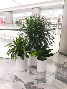 宁波海曙绿植租摆哪家好 宁波海曙绿植租摆哪家好